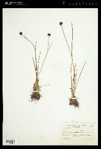 Juncus mertensianus image