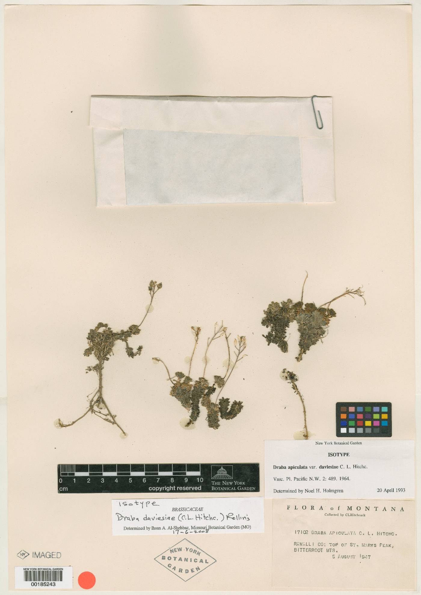 Draba apiculata var. daviesiae image