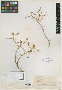 Dalea polydenia image