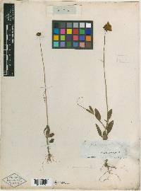 Bidens pilosa image