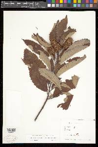 Castanea pumila var. ozarkensis image