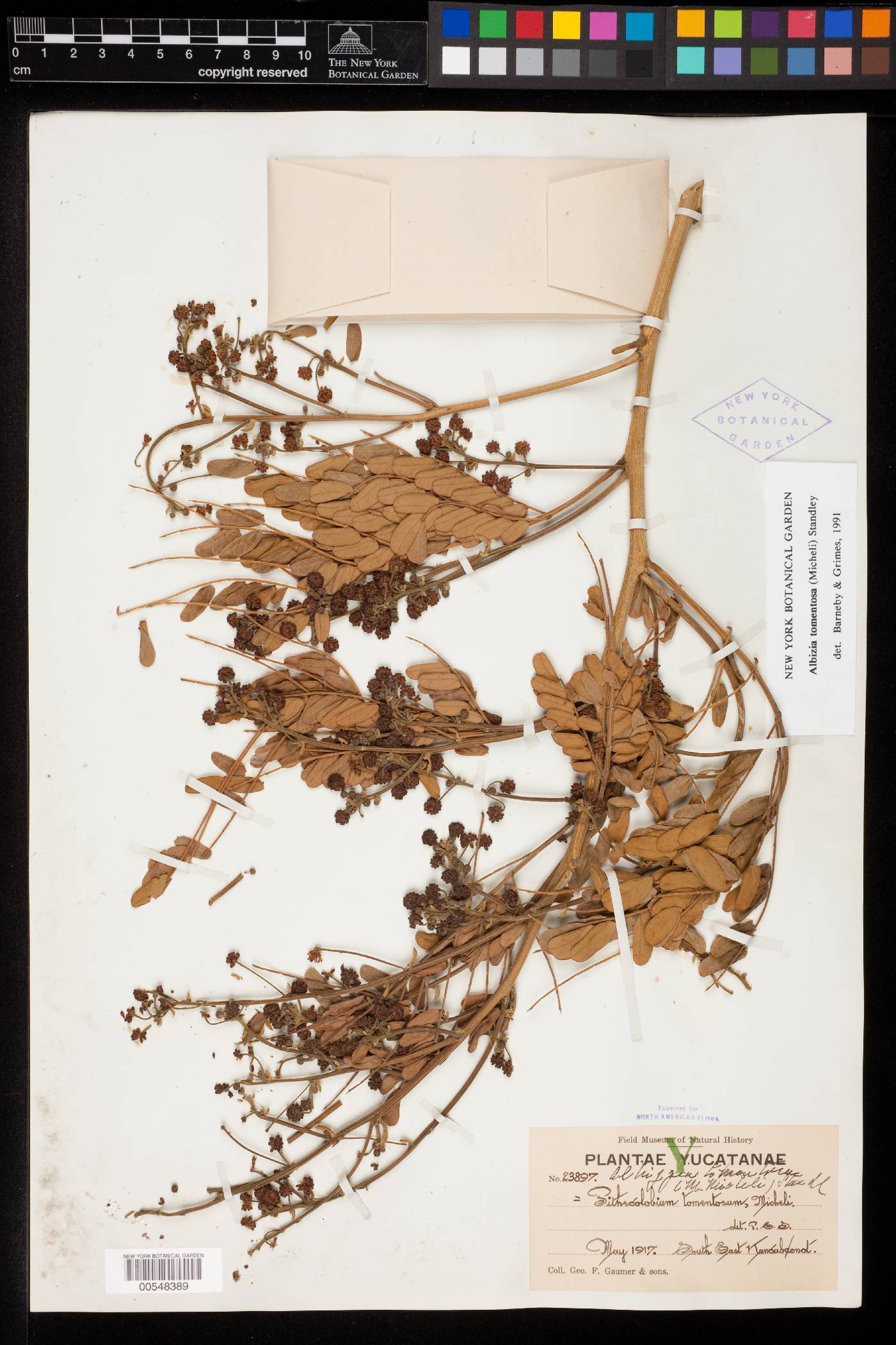 Albizia tomentosa image
