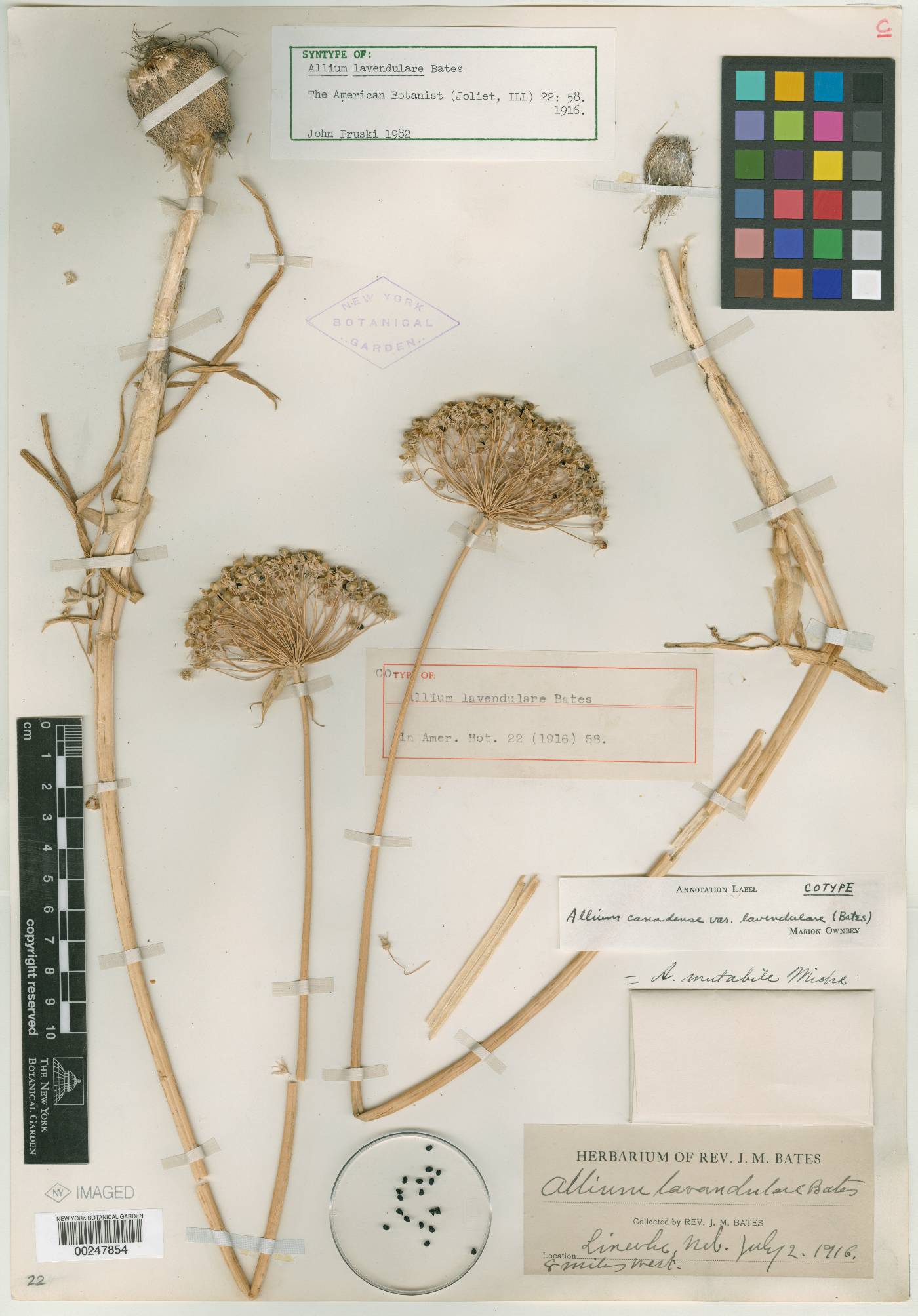 Allium canadense var. lavandulare image