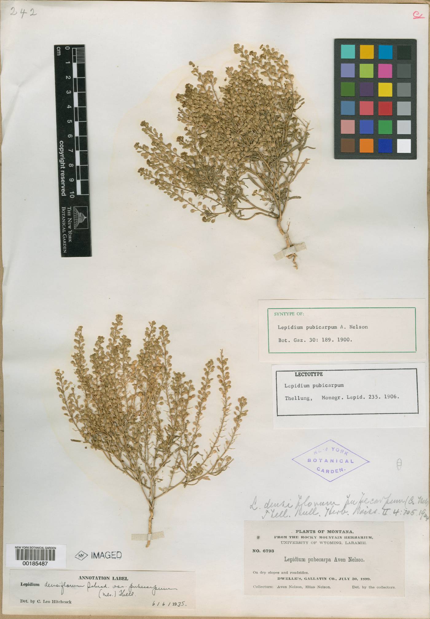 Lepidium densiflorum var. pubicarpum image