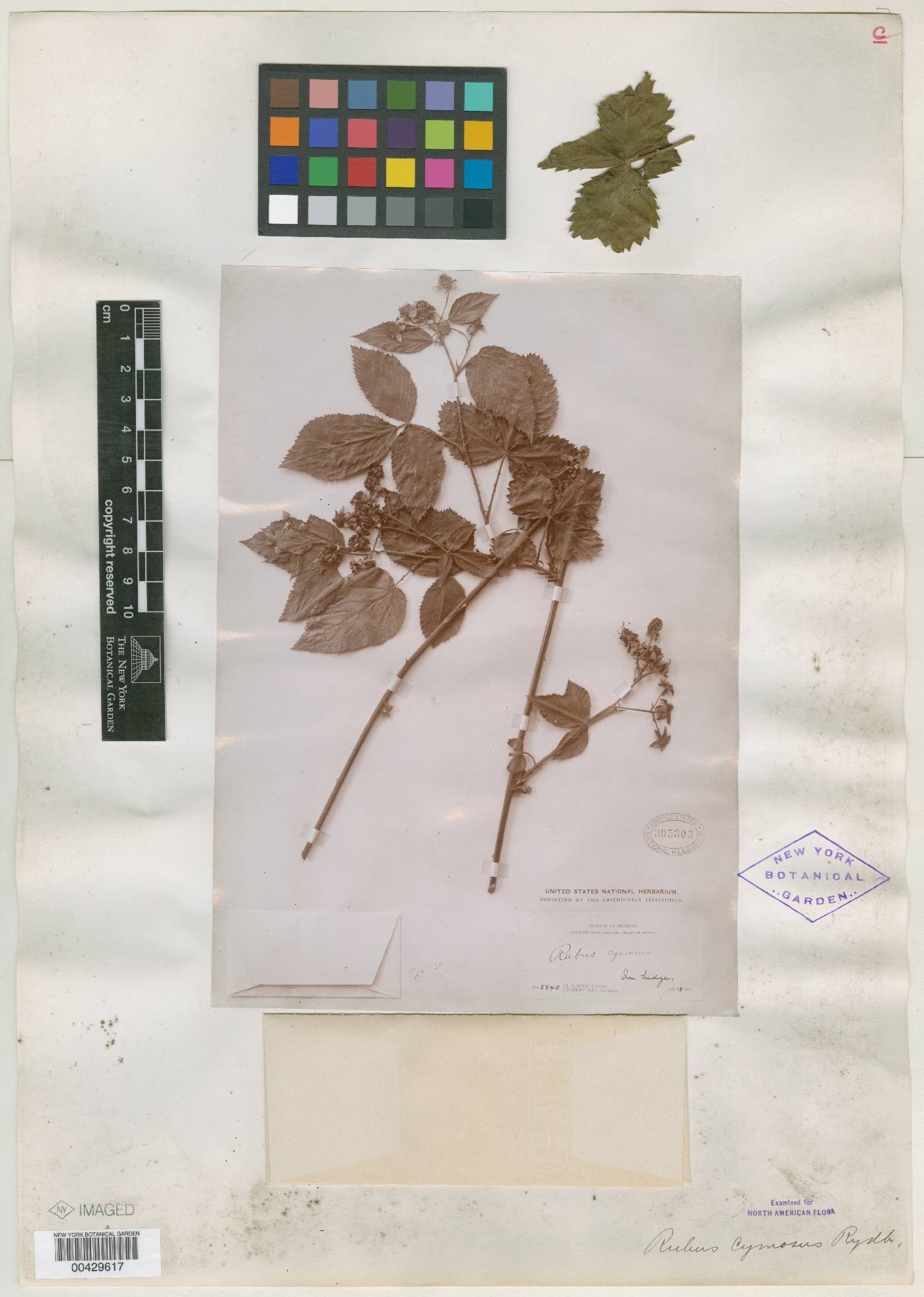 Rubus cymosus image