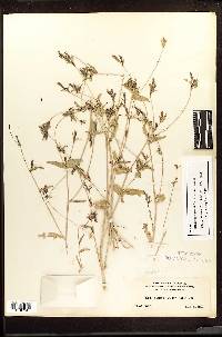 Mentzelia parviflora image