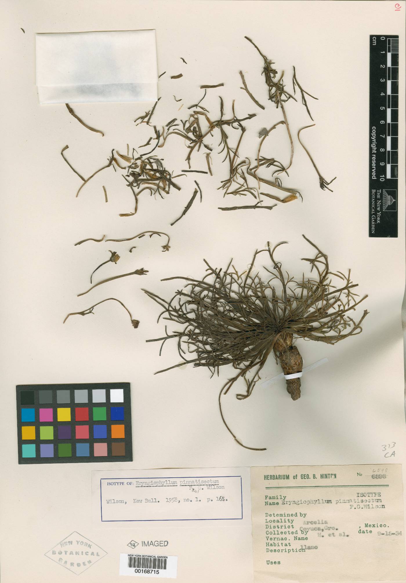 Chrysanthellum pinnatisectum image