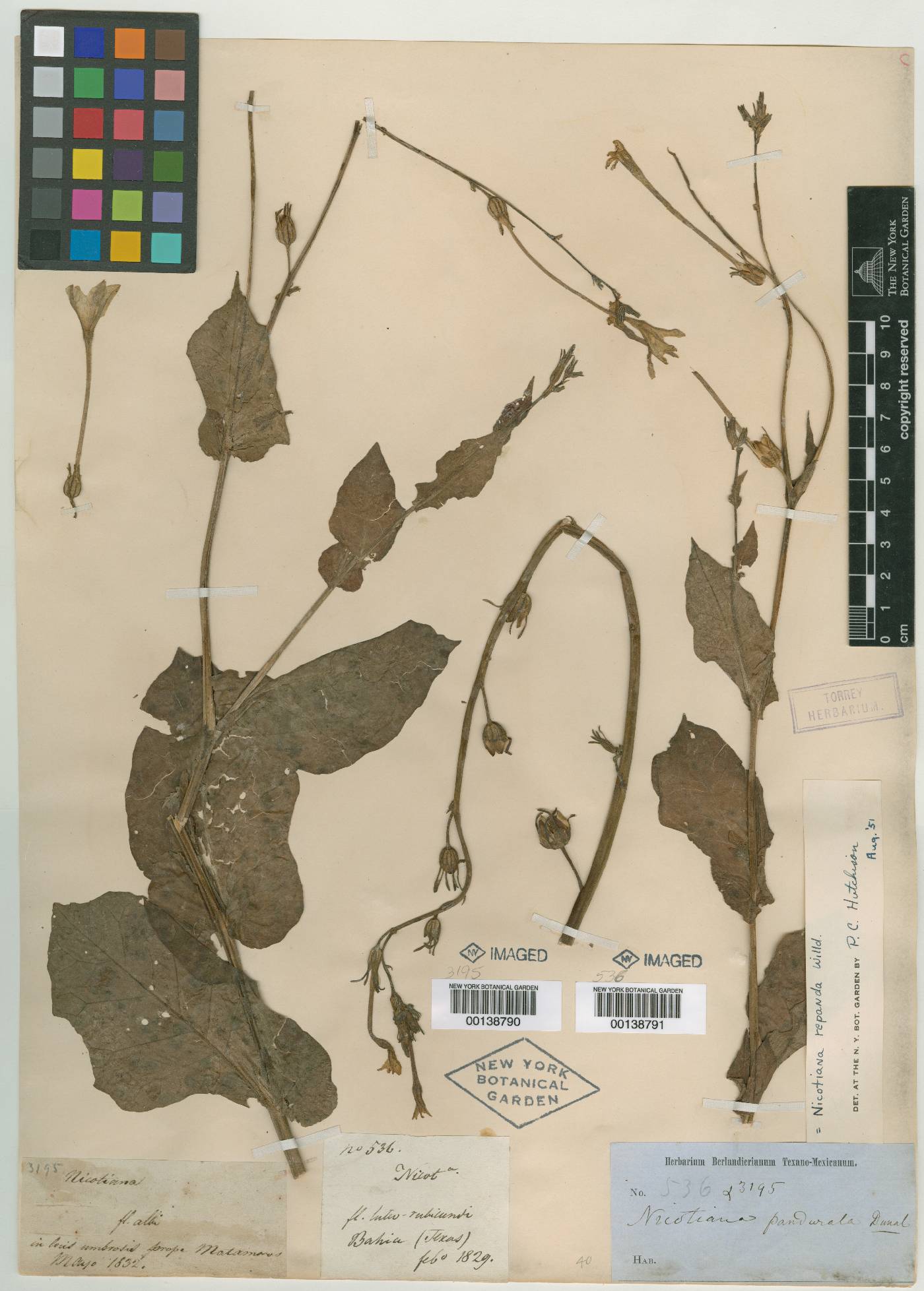Nicotiana pandurata image