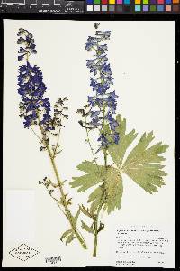 Delphinium occidentale image