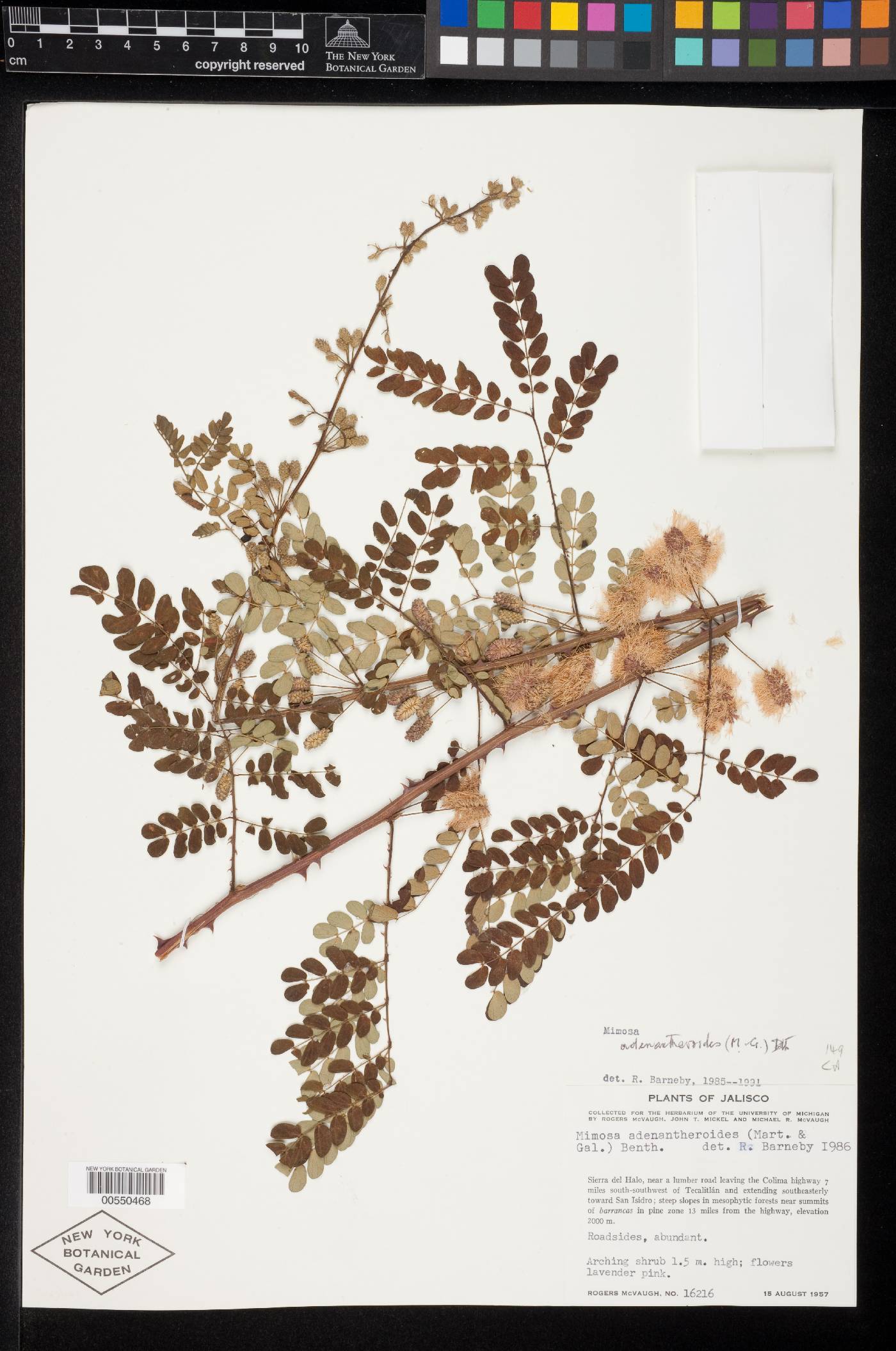 Mimosa adenantheroides image