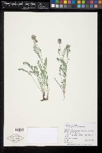 Astragalus miser var. oblongifolius image