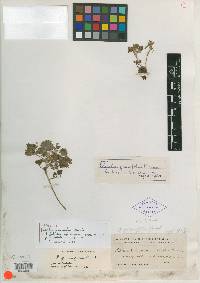 Phacelia geraniifolia image