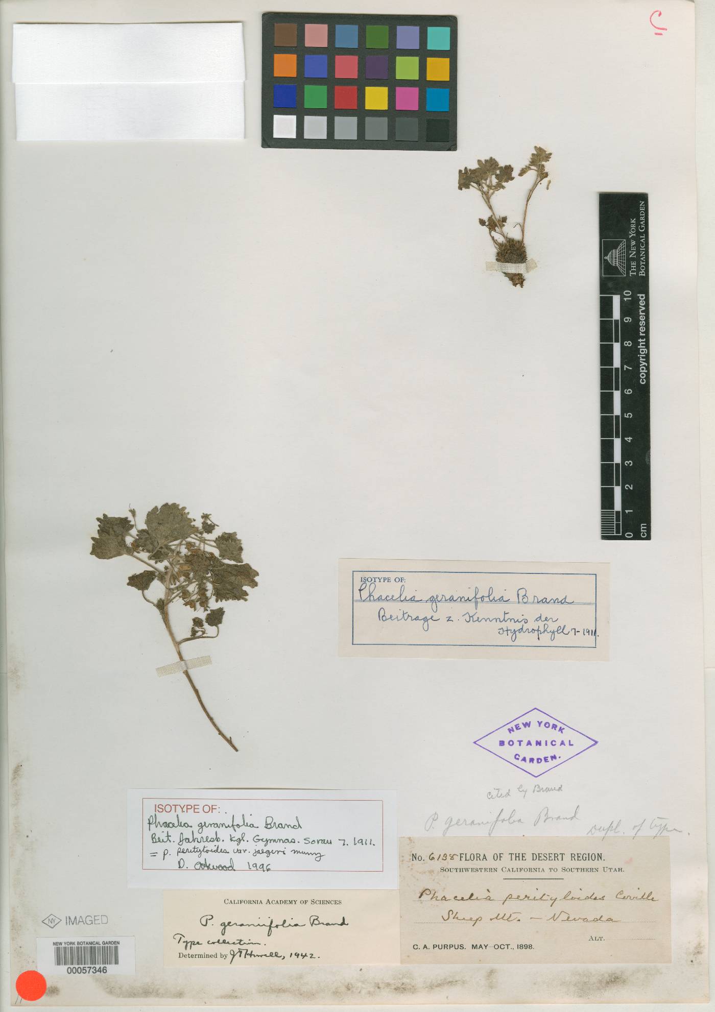 Phacelia geraniifolia image