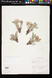 Astragalus welshii image