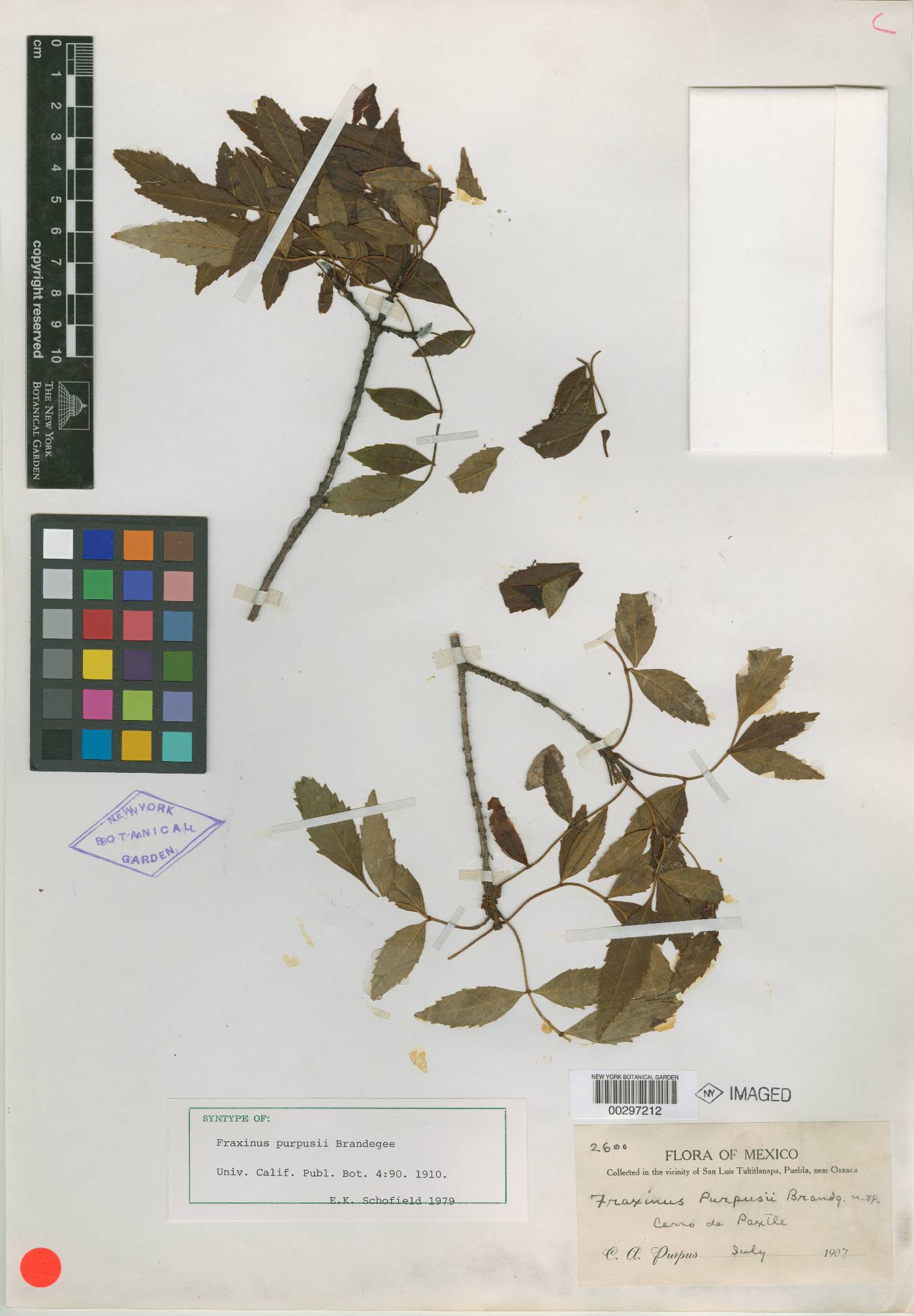 Fraxinus purpusii image