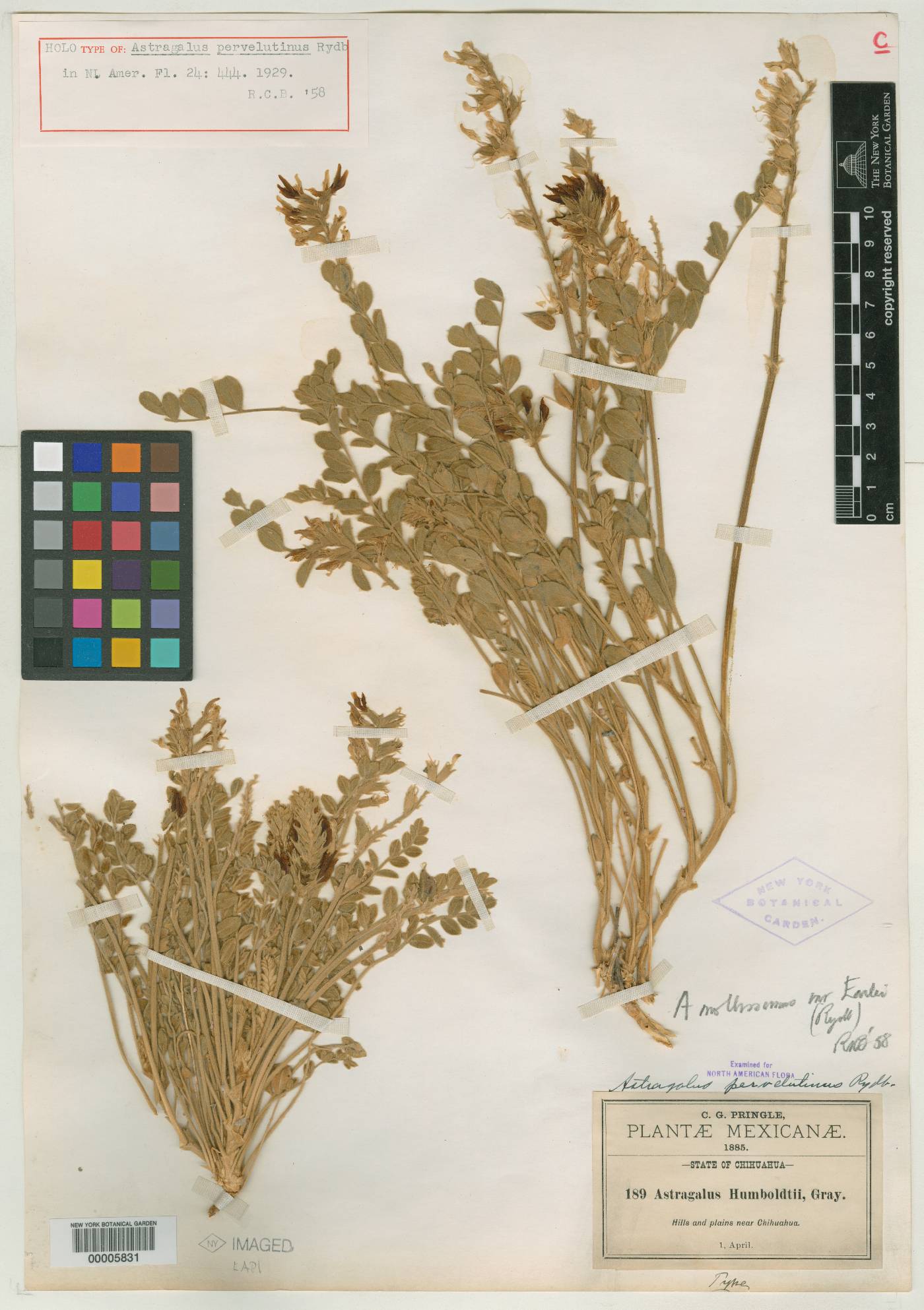 Astragalus pervelutinus image