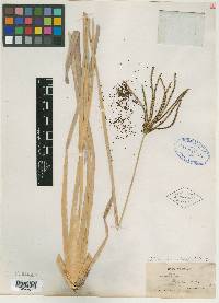 Eustachys glauca image