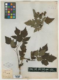 Rubus spectabilis image