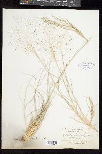 Muhlenbergia asperifolia image