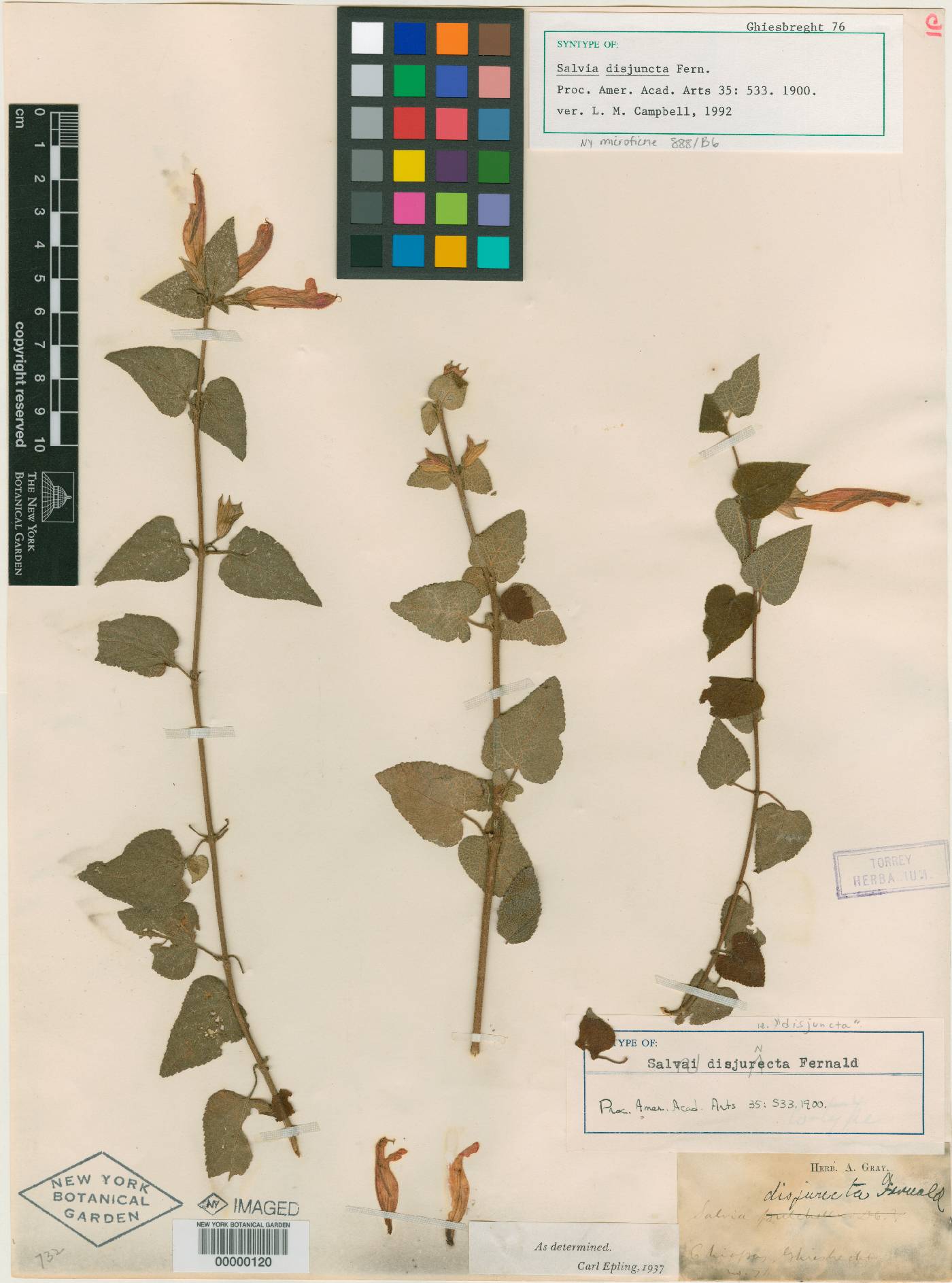 Salvia disjuncta image