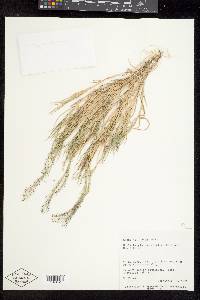 Muhlenbergia asperifolia image