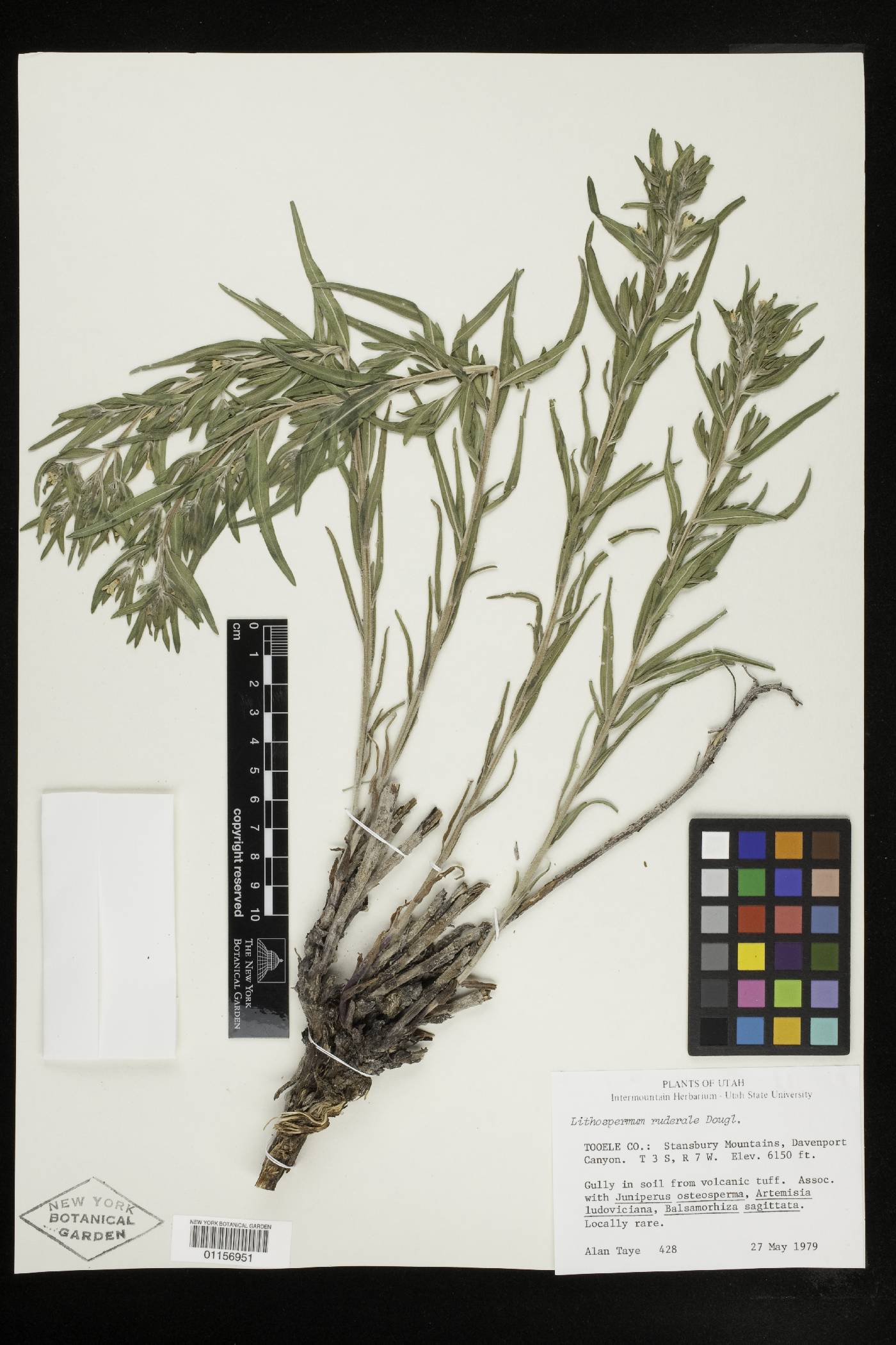 Lithospermum ruderale image