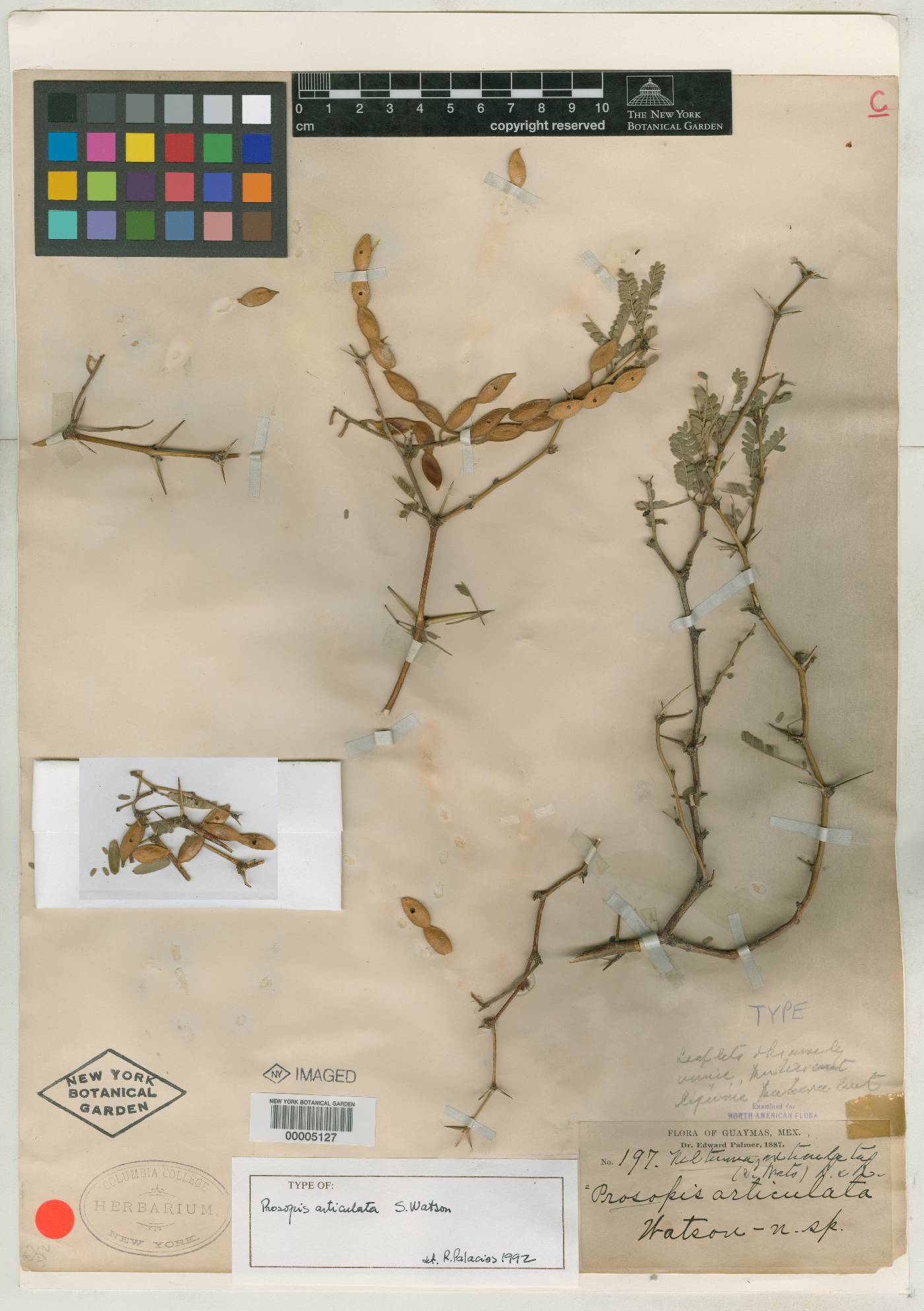 Prosopis articulata image