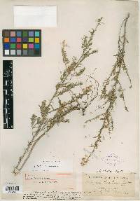 Aster batesii image