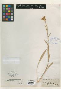 Haplopappus paniculatus image