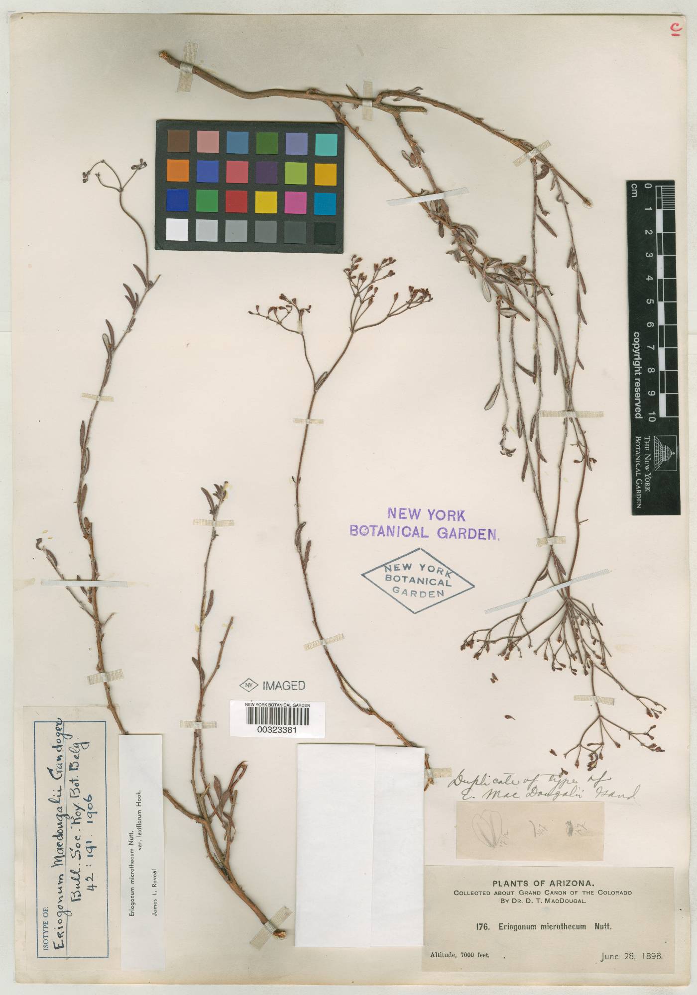 Eriogonum macdougalii image