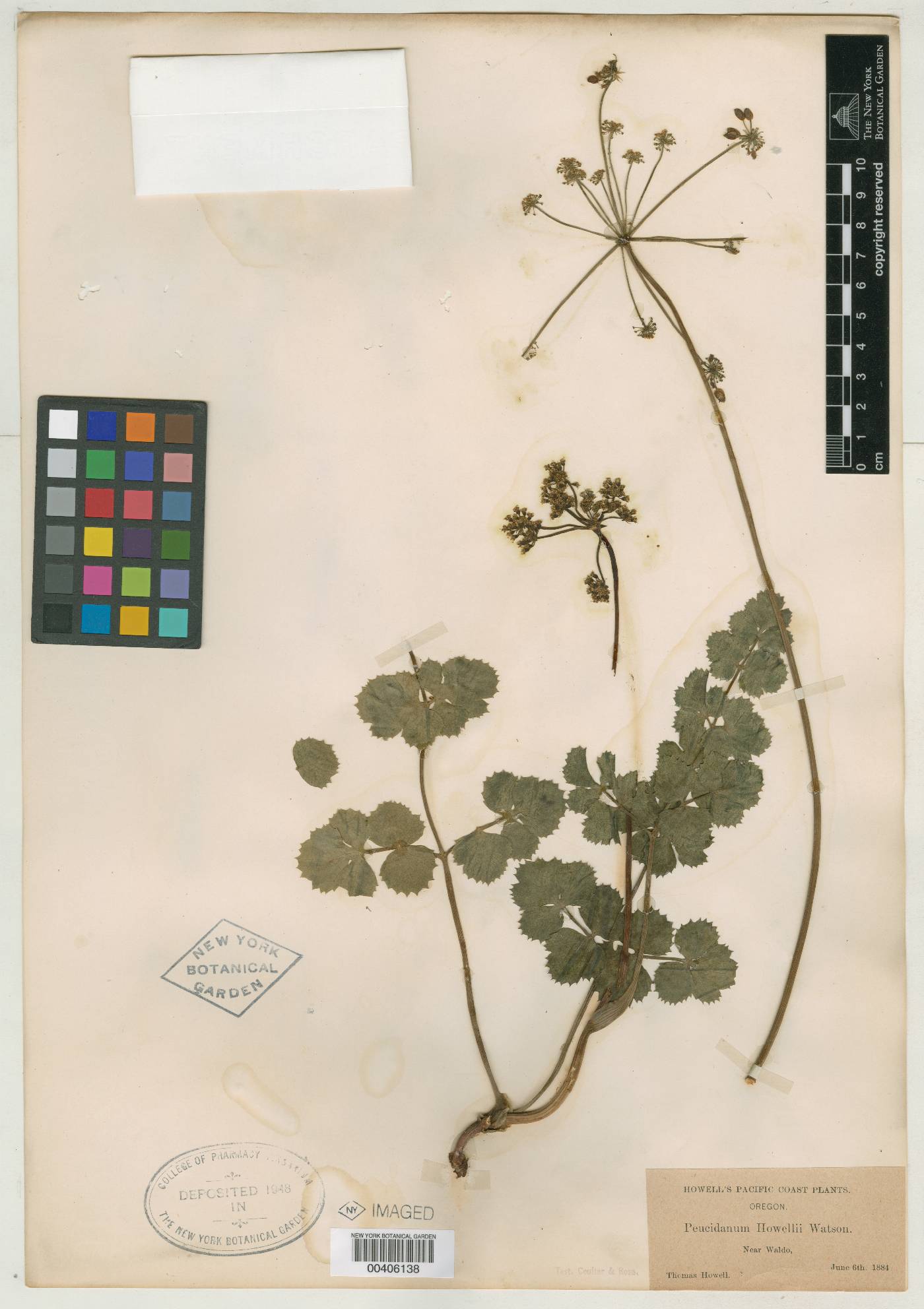 Lomatium howellii image