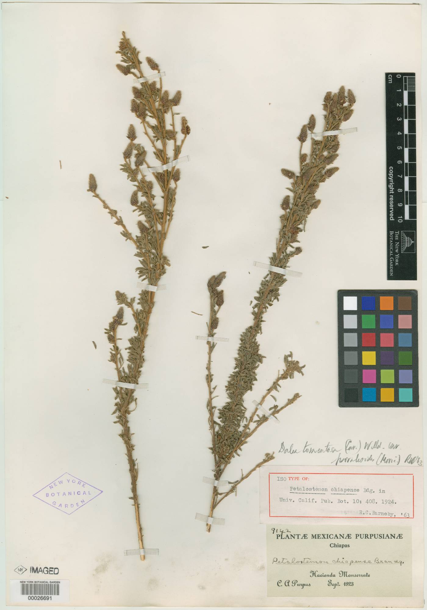 Dalea tomentosa var. psoraleoides image