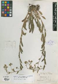 Hackelia coerulescens image