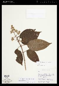 Miconia costaricensis image