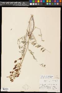 Astragalus scaphoides image