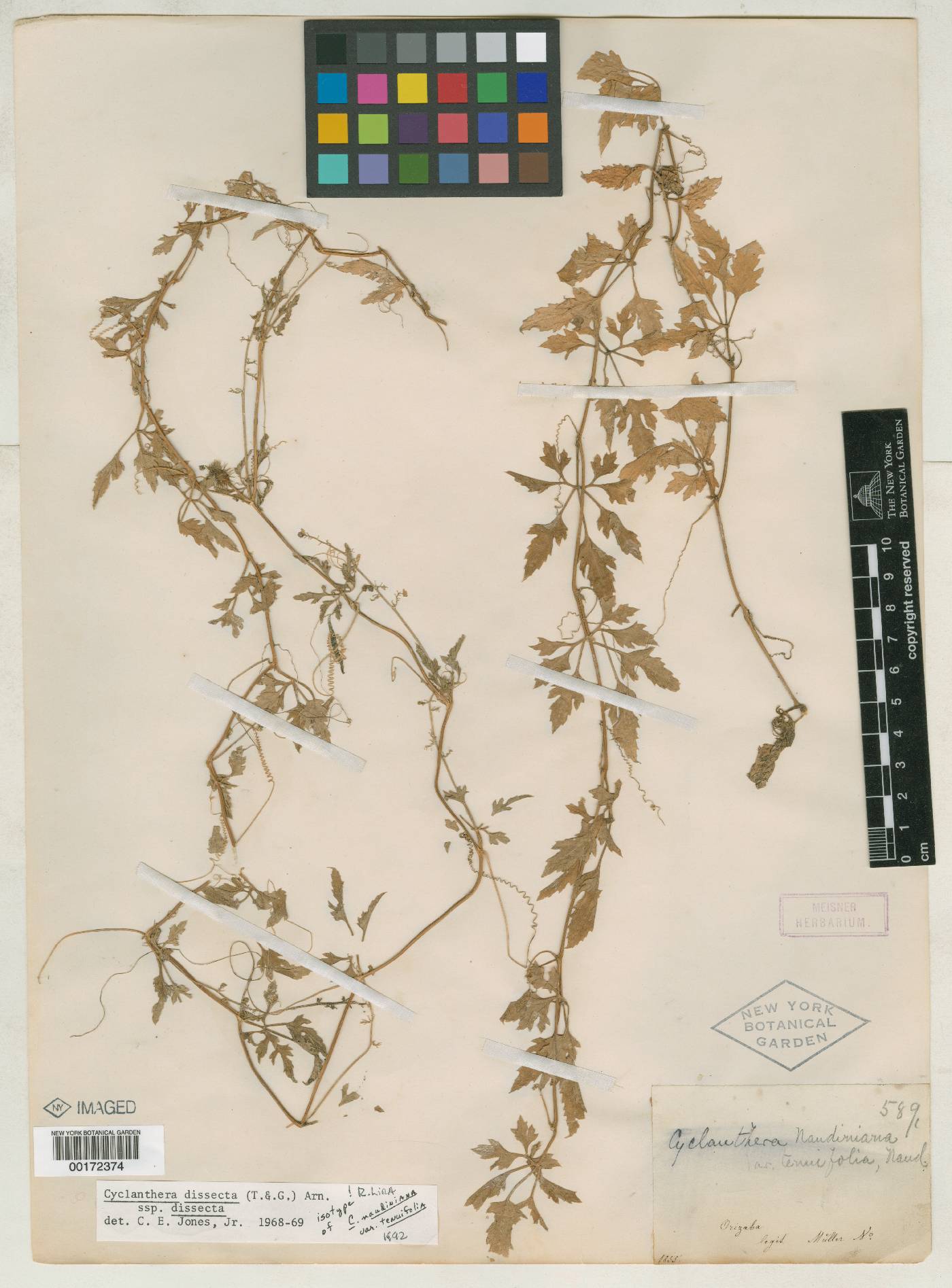 Cyclanthera gracillima image