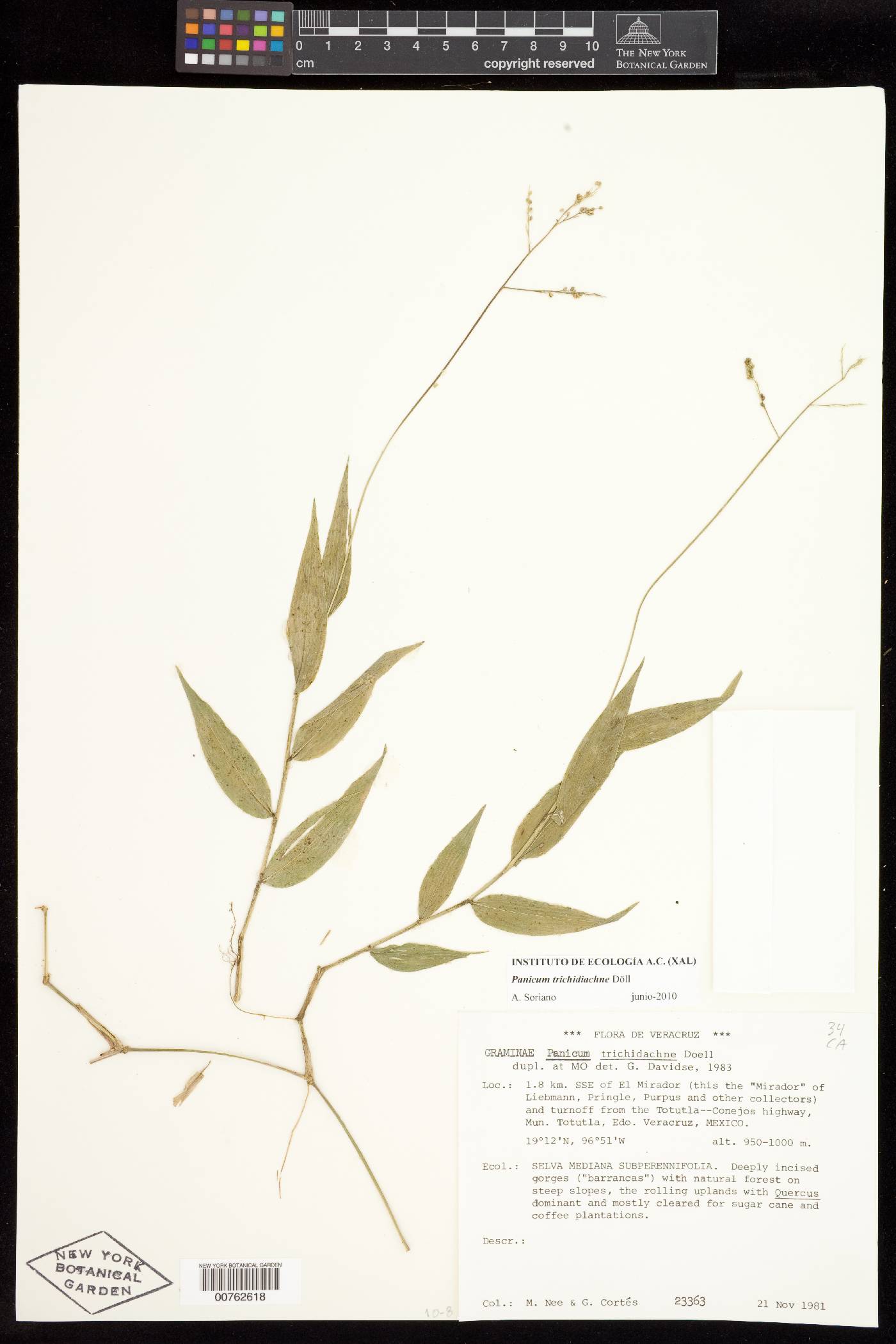 Panicum trichidiachne image