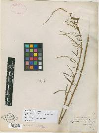 Acnida floridana image