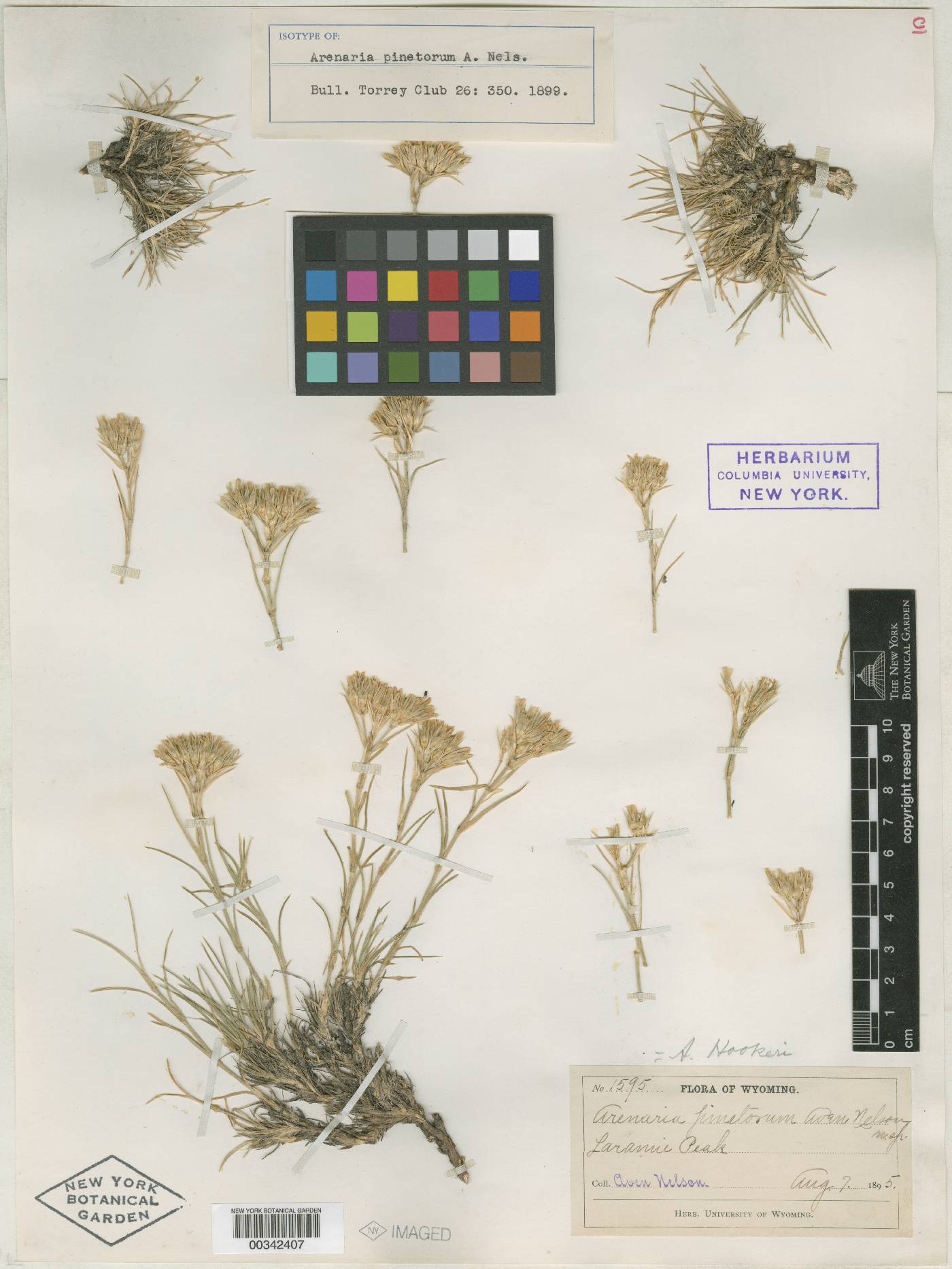 Eremogone hookeri var. pinetorum image