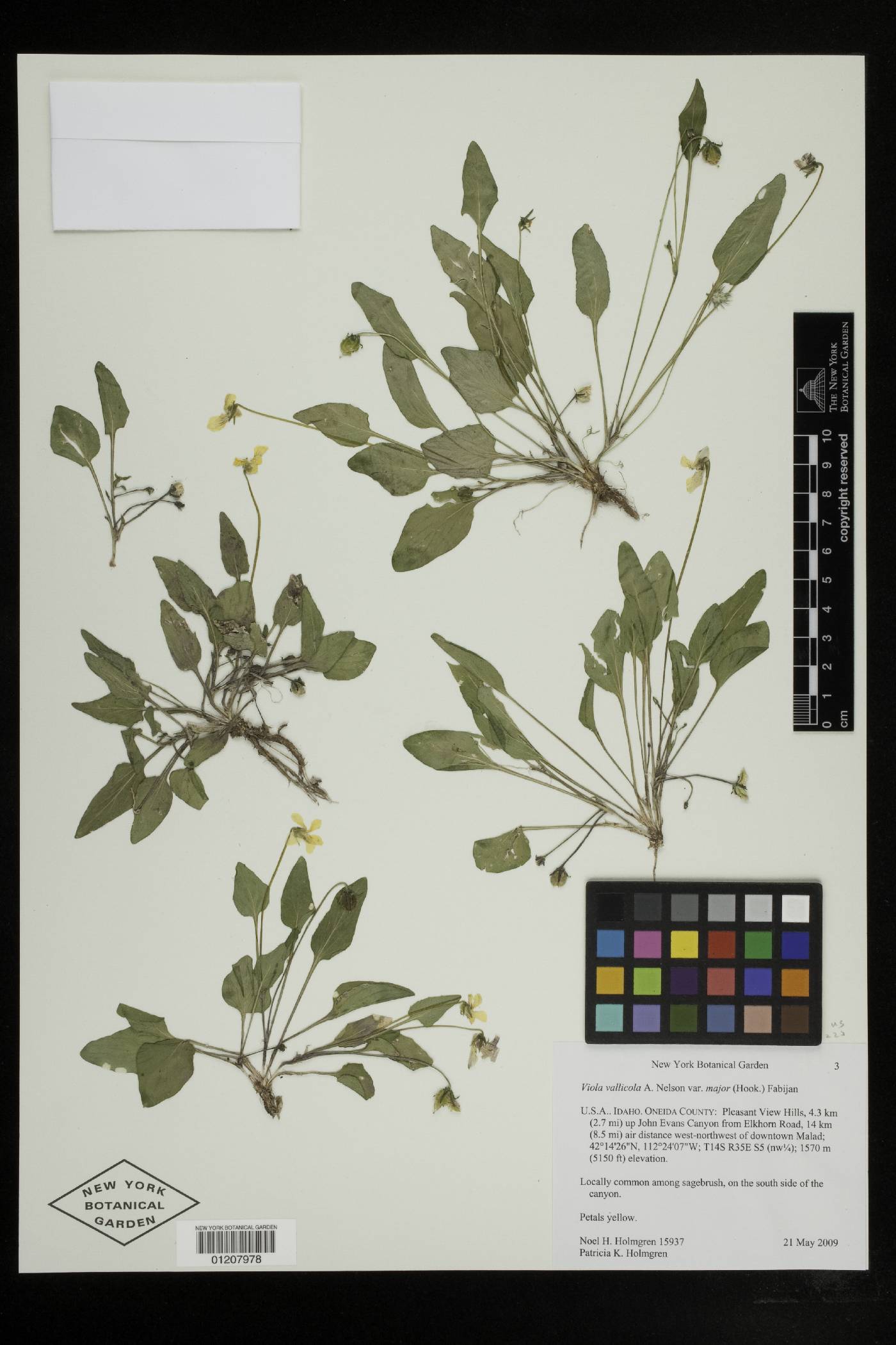 Viola vallicola var. major image