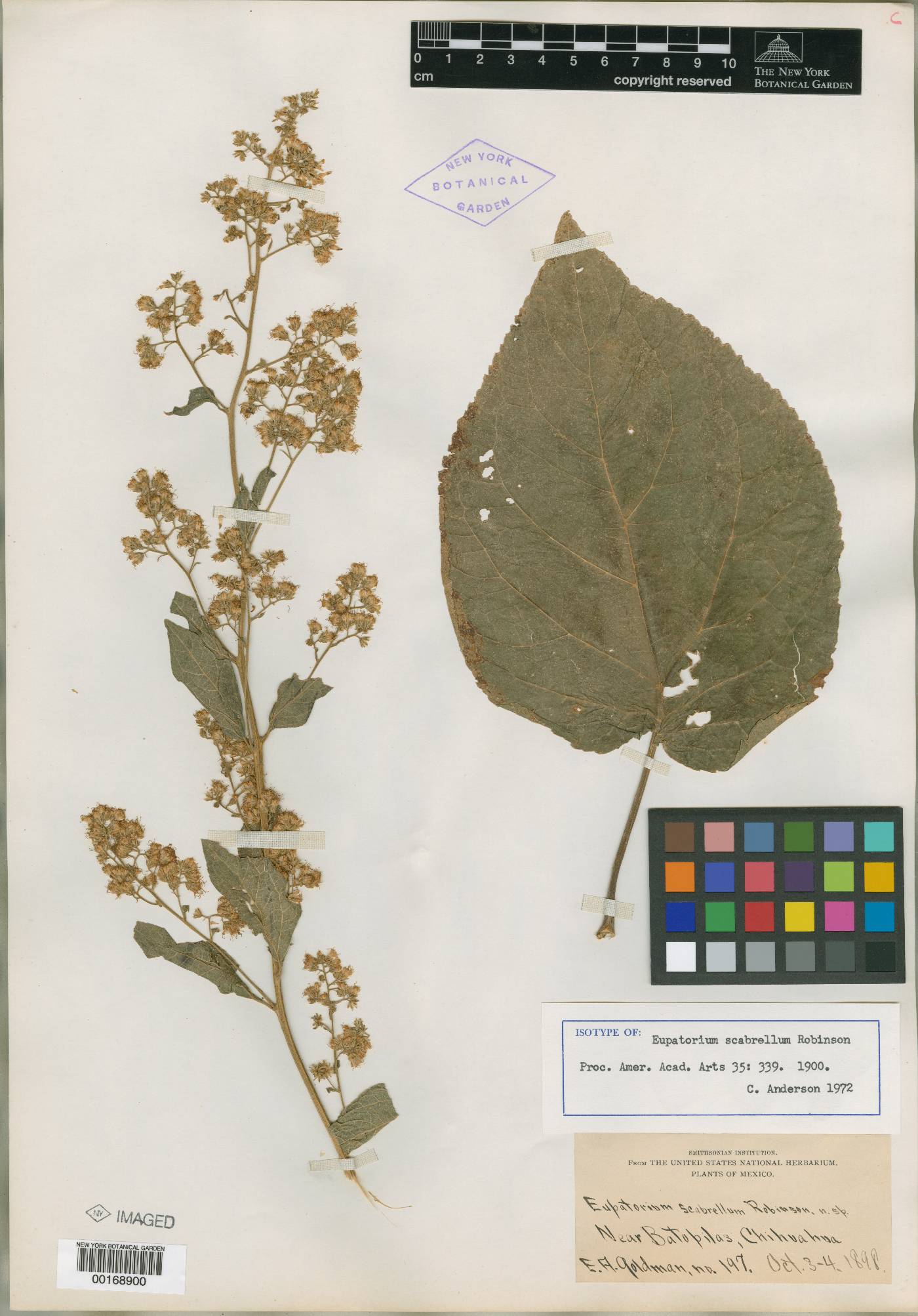 Eupatorium scabrellum image