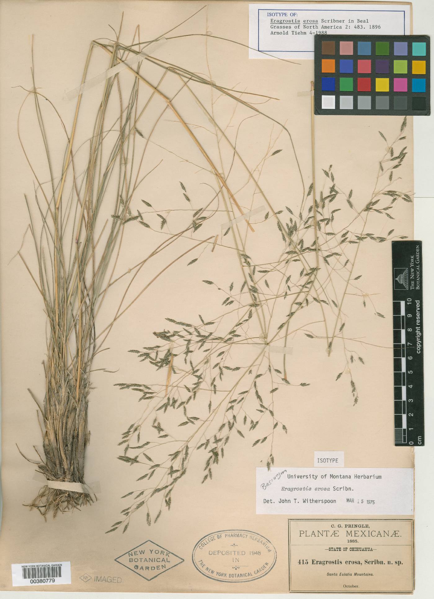 Eragrostis erosa image