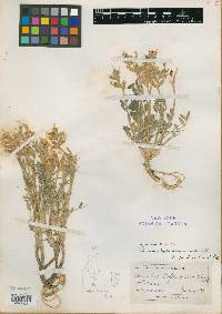 Oxytropis sericea image