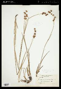 Juncus ensifolius var. montanus image