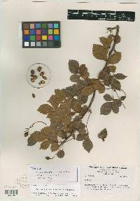 Bursera citronella image