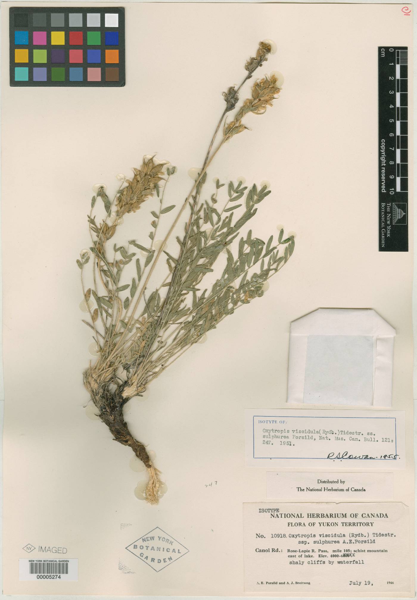 Oxytropis viscidula image