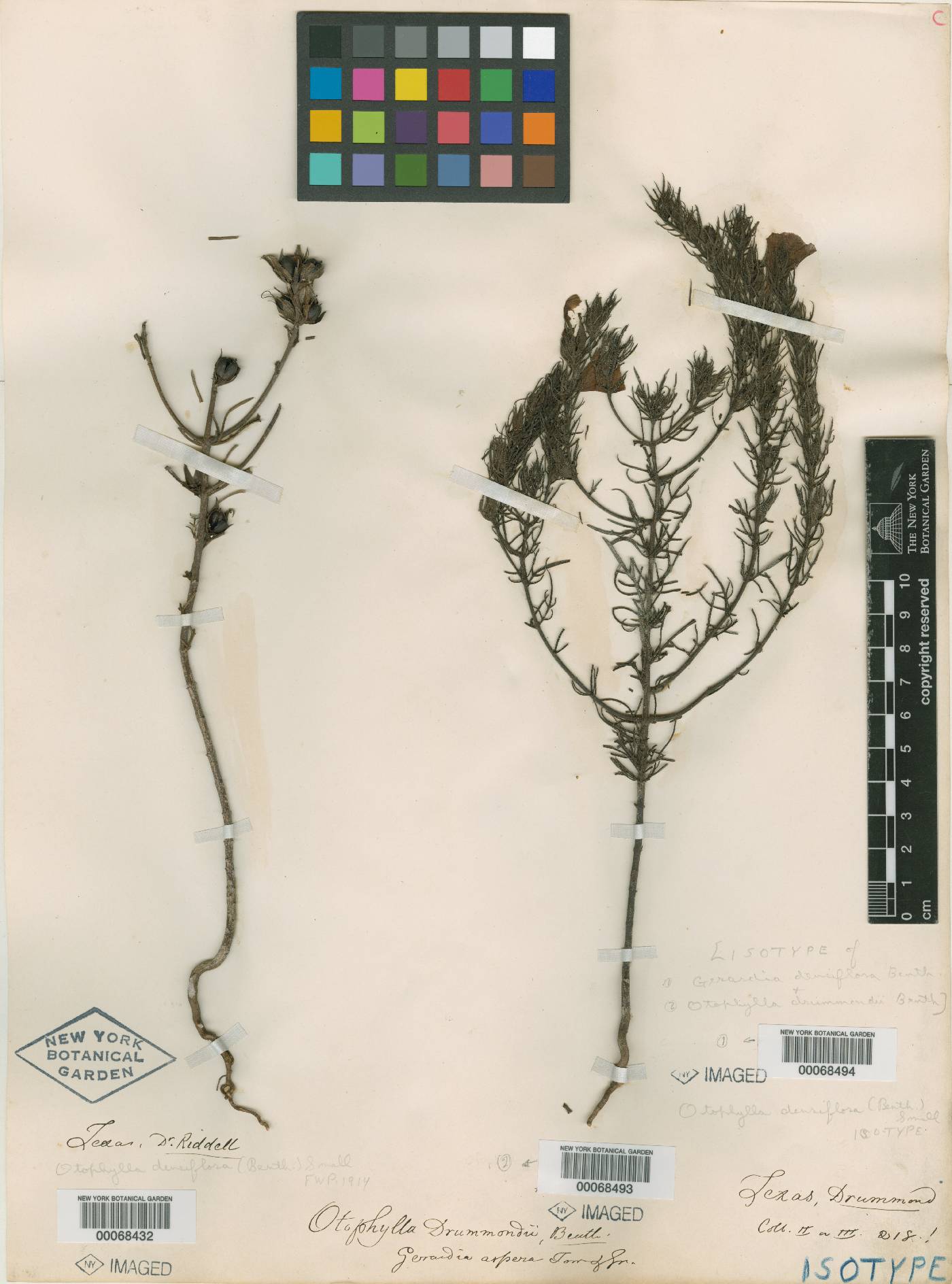 Gerardia densiflora image