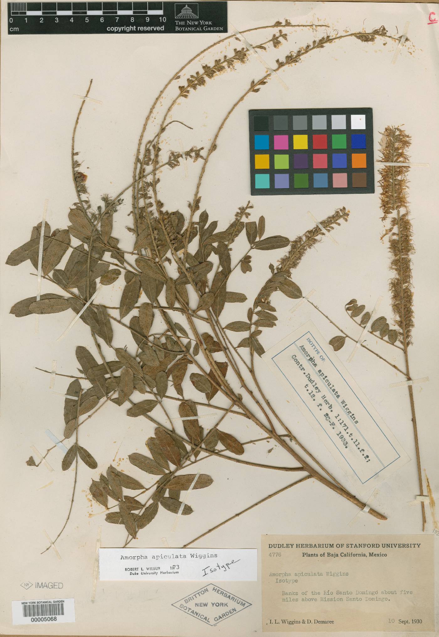 Amorpha apiculata image