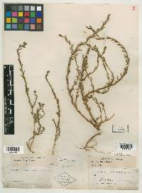 Gayophytum strictum image