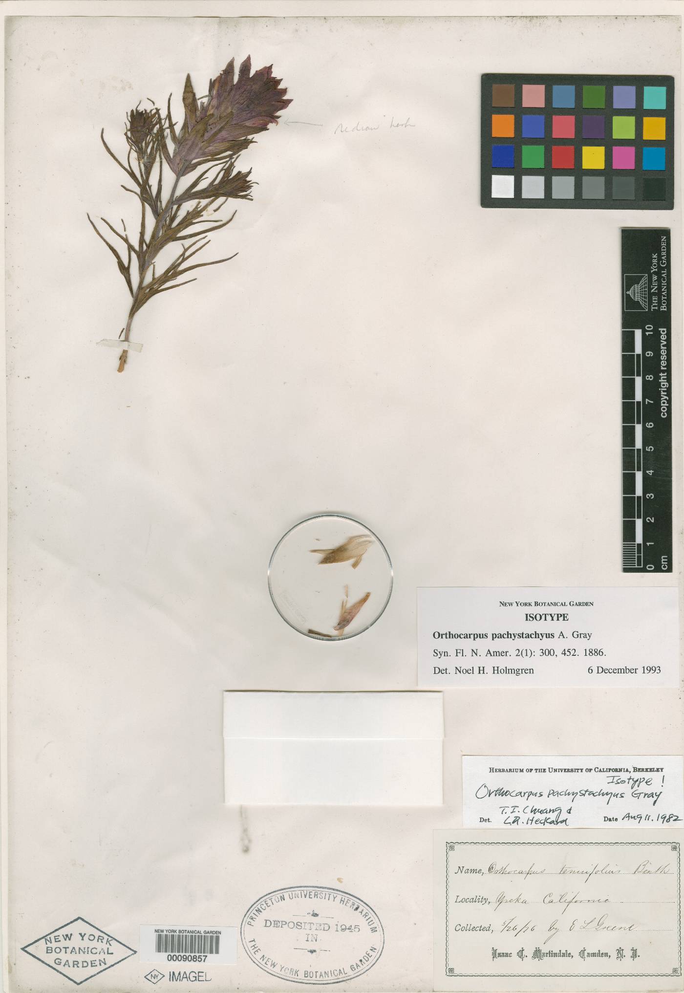 Orthocarpus pachystachyus image